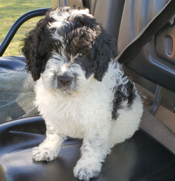 Cockapoo puppy