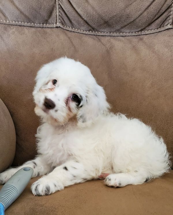 Cockapoo puppy