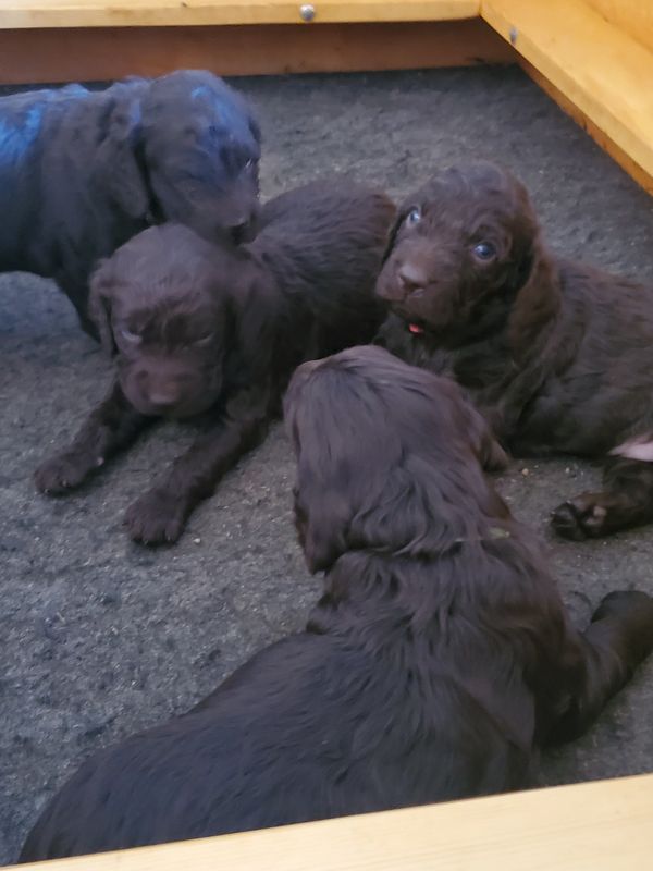 Boykin Spaniel puppy