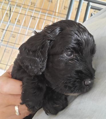 Bpykin Spaniel puppy