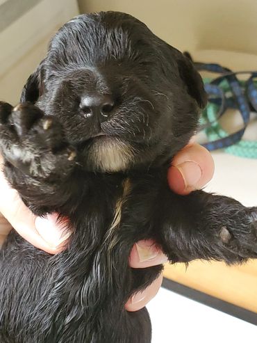 Cockapoo puppy