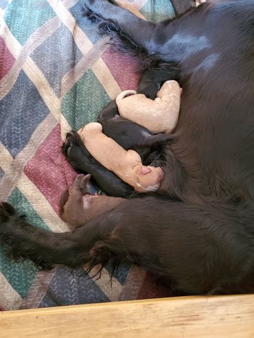 Cockapoo puppies