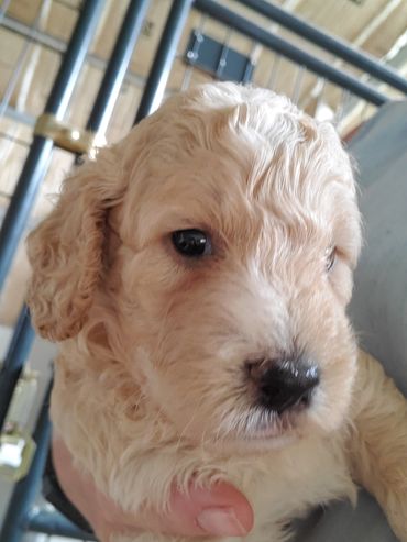Cockapoo puppy
