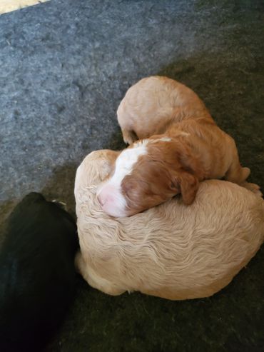 Cockapoo puppies