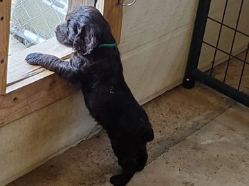 Boykin Spaniel puppy