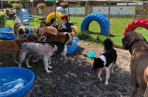 Staff playing with the puppys at Chris's Dog Hotel No Cages Luxury Pet Resort in Belleville 