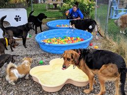 Dogs playing in the Doggy Ball Pits at Chris's Dog Hotel No Cages Luxury Pet Resort in Belleville 