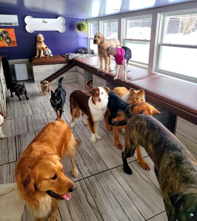 Happy Dogs in the Doggy Spa Lounge at Chris's Dog Hotel No Cages serving Belleville and Trenton