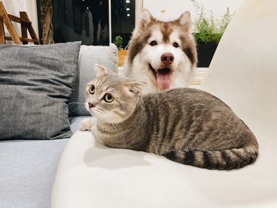 Photo by Marie-Lou Wechsler on Unsplash dog cat home pet sitter 