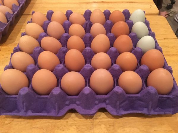 Panhandle Poultry