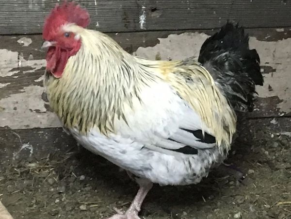 Panhandle Poultry