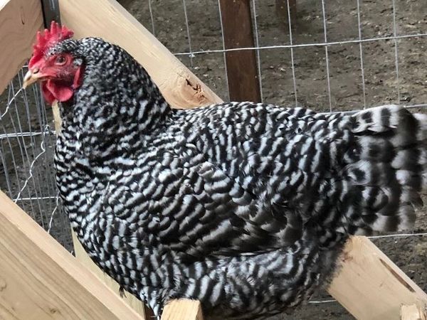 Panhandle Poultry