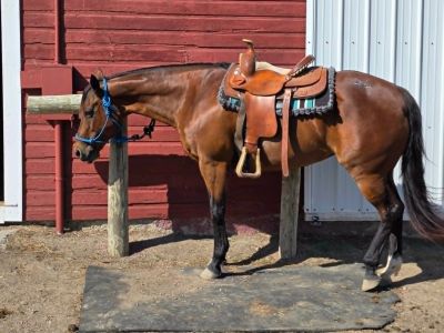 Brown horse saddled and tied outside near red wall.