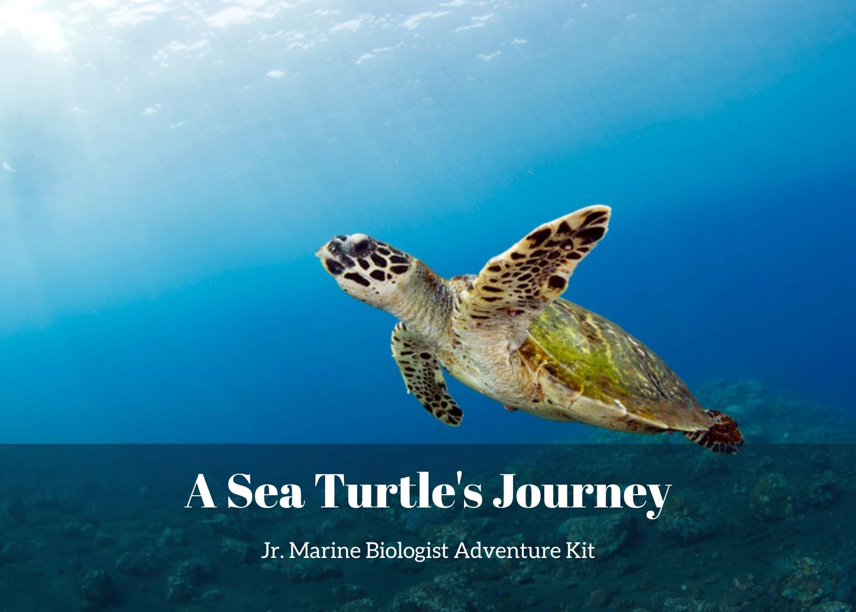 A Sea Turtle's Journey - Jr. Marine Biologist Adventure Kit, a sea turtle science kit for kids ages