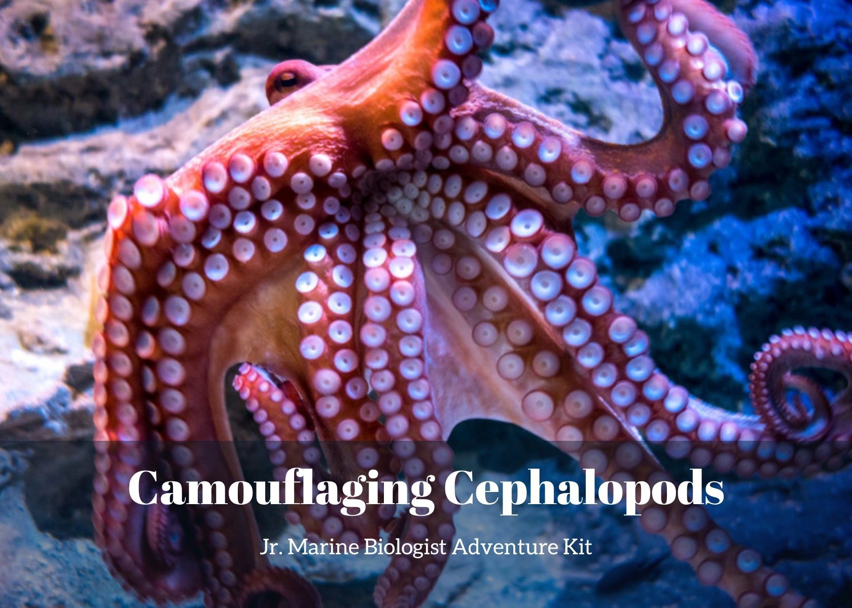 Camouflaging Cephalopods - Jr. Marine Biologist Adventure Kit, an octopus and squid science kit for