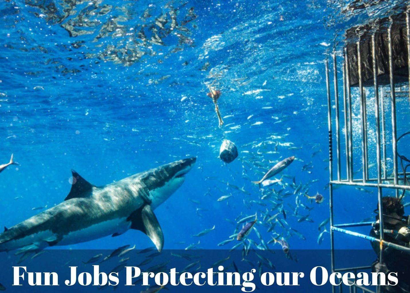 Fun Jobs Protecting our Oceans - Jr. Marine Biologist Adventure Kit, an ocean careers science kit fo