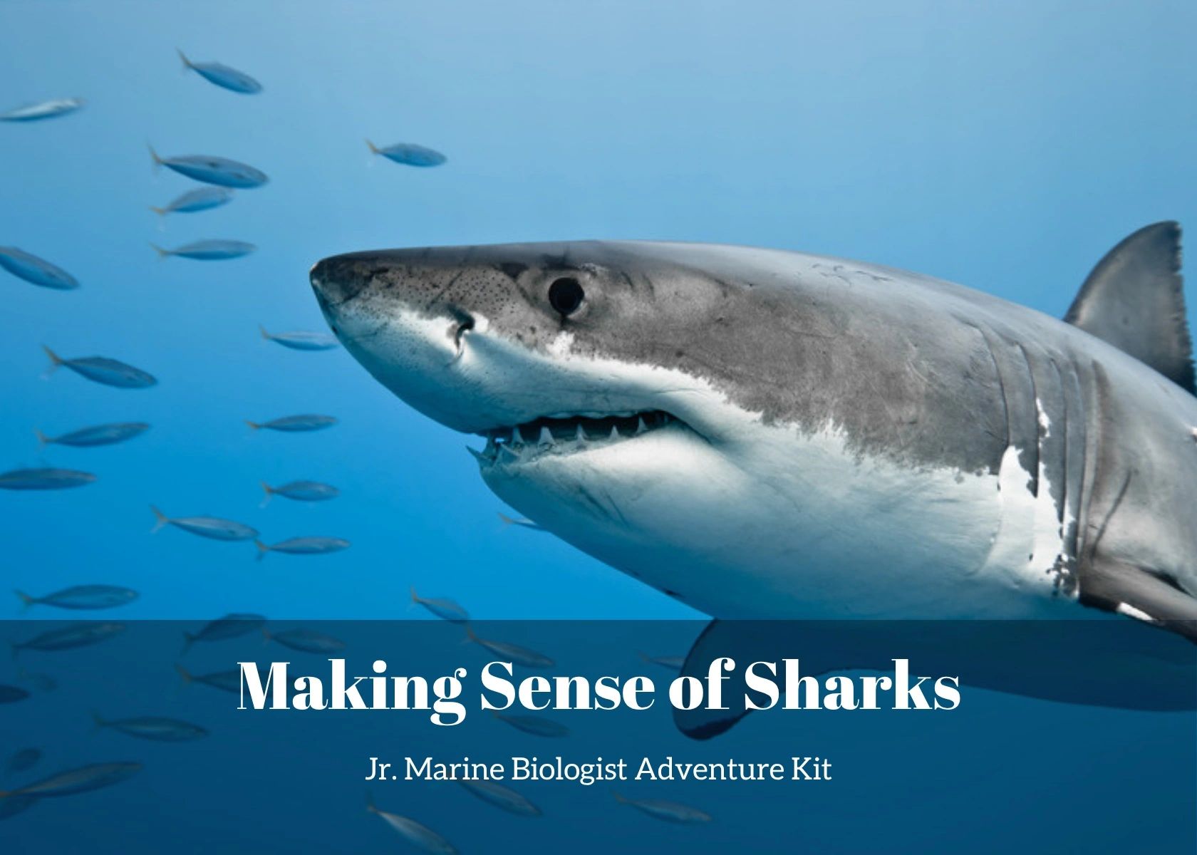Making Sense of Sharks - Jr. Marine Biologist Adventure Kit, a shark science kit for kids ages 4-12