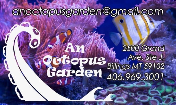 An Octopus Garden