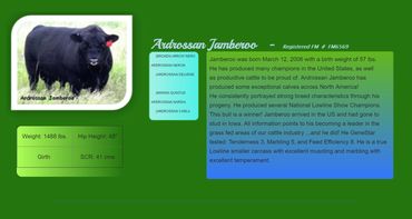 Ardrossan Bulls