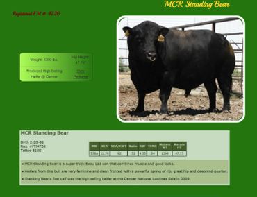 Aberdeen Fullblood Standing Bear Bull