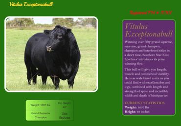 Aberdeen Lowline Champion Bulls