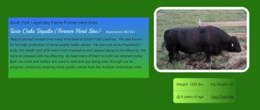 Aberdeen Lowline Bull