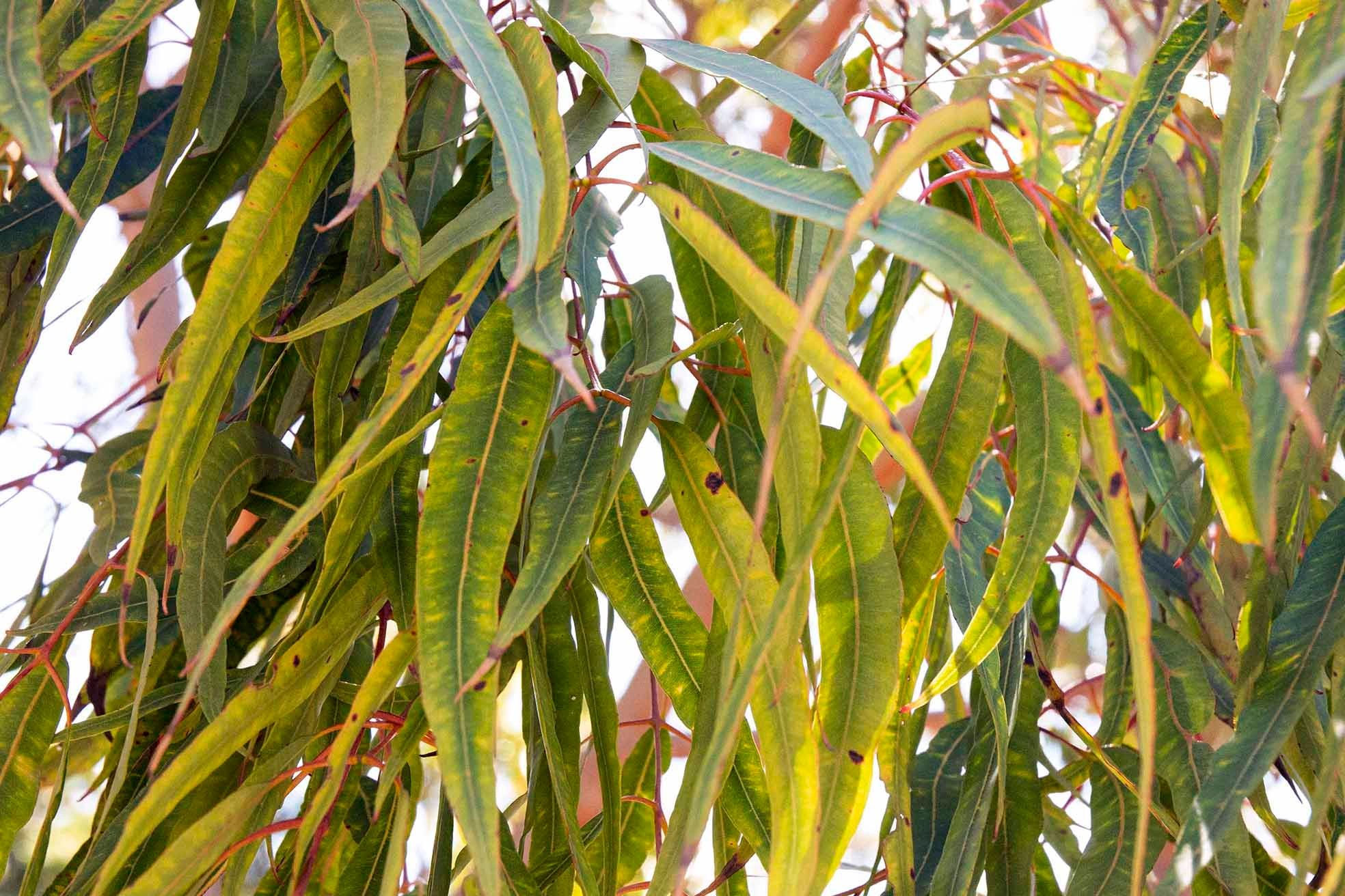 Gum Leaves, Australia