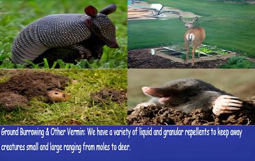 Armadillo, deer, and mole collage.