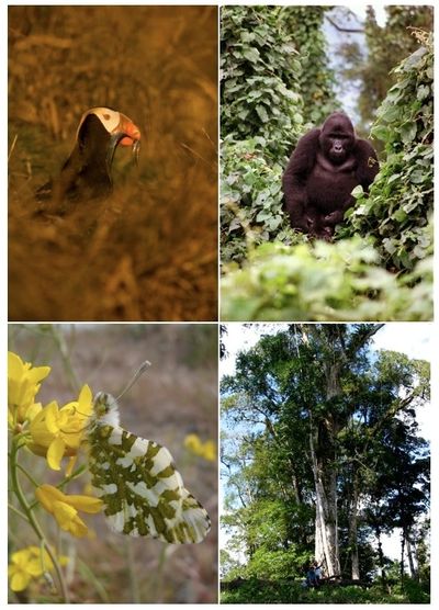 Thor Hanson's research has included everything from bees to trees to warfare ecology