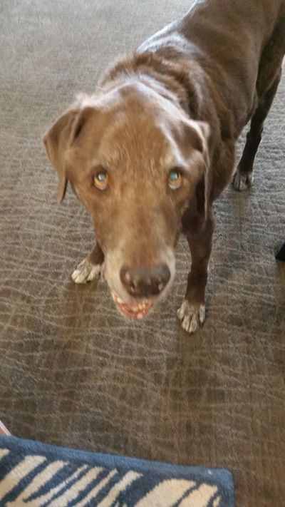 Beau Henry healthy and healed.