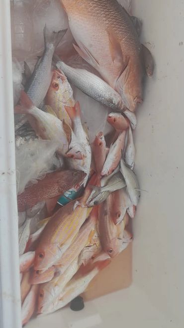 Cooler filled with fish