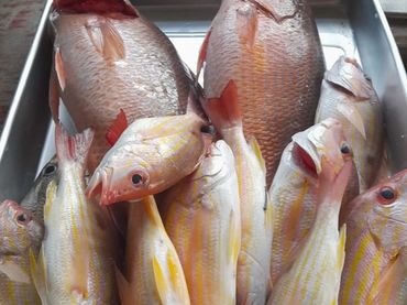 Great catch… fish and more fish and then fish again