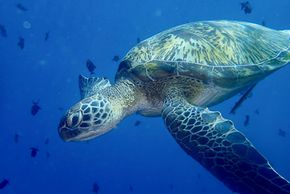 Green Sea Turtle Pic by Don Johnson Breezeway Bubbles SCUBA LLC