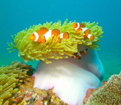 Clown fish from Philippines dive trip. 