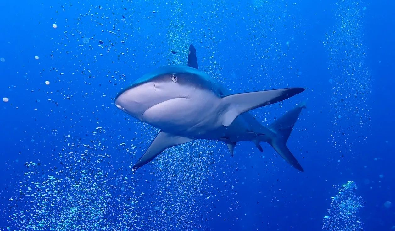 Shark seen on Breezeway Bubbles dive trip