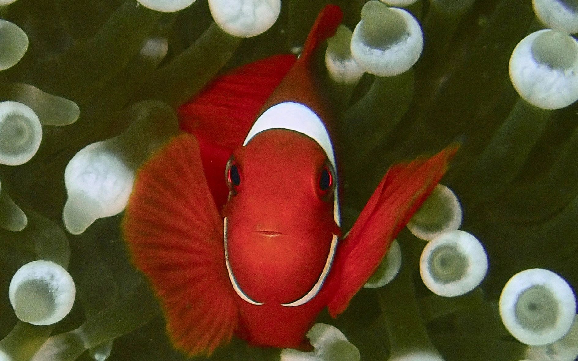 Breezeway Bubbles Scuba clownfish Picture from Indonesia trip