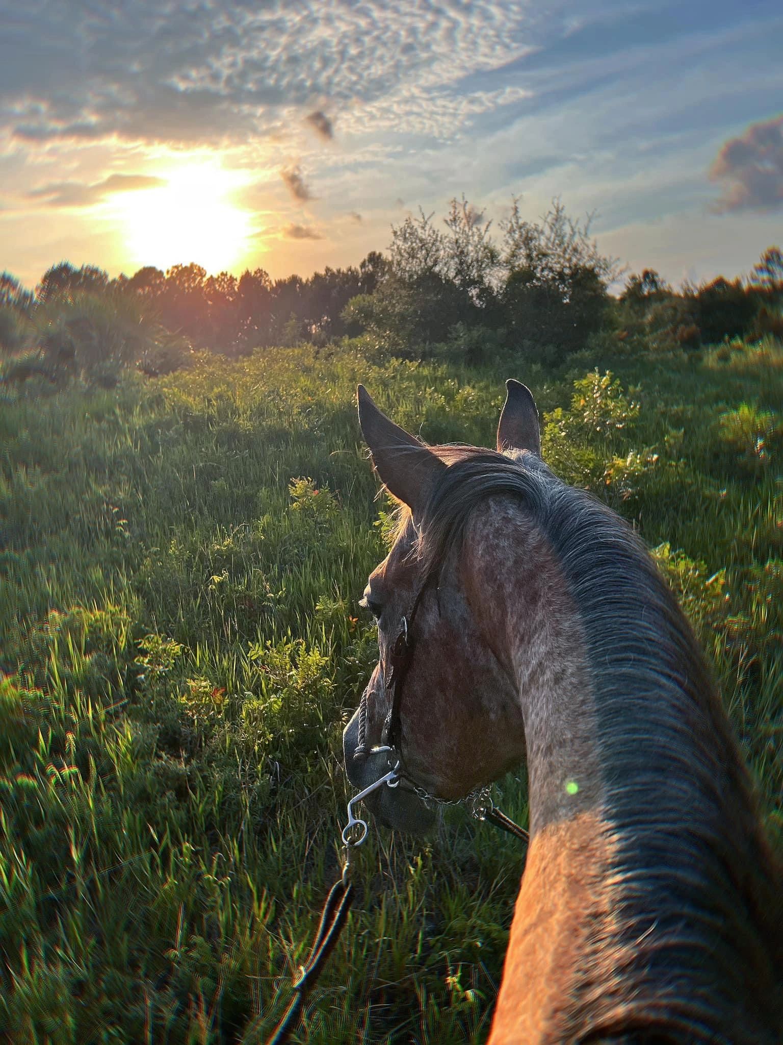 One of our amazing views from our scenic trail rides