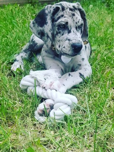 Spotted puppy lying on grass with a white rope toy.