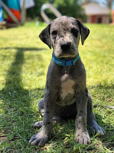 A spotted Great Dane puppy with a blue collar sitting on grass.