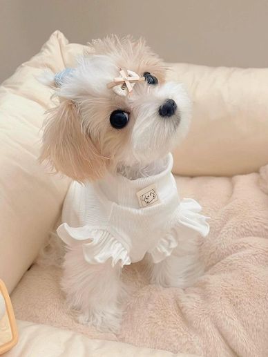 Small fluffy puppy in a white frilly outfit with a hair clip, sitting on a soft beige bed.
