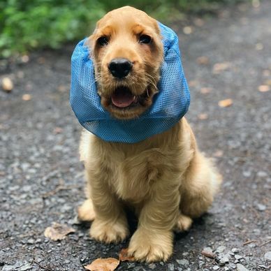 Golden retriever puppy wearing a blue head covering, sitting outdoors on a gravel path.