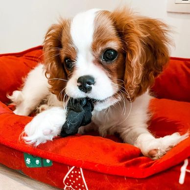 Adorable Cavalier King Charles Spaniel puppy chewing on a toy in a red bed.