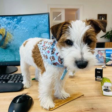 A cute dog wearing a patterned bandana standing on a desk.