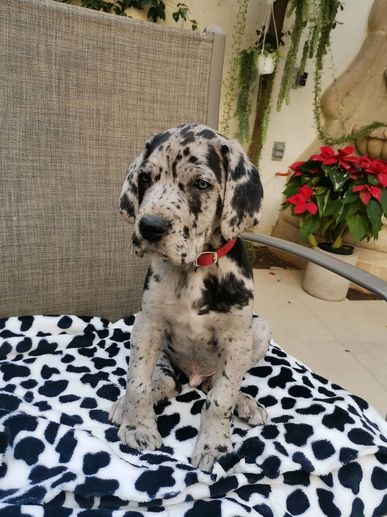 Spotted Great Dane puppy sitting on a cow-print blanket.