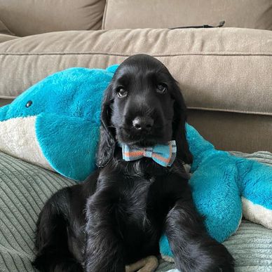 Black puppy with a bow tie sitting on a blue plush toy.