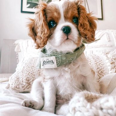 Cute Cavalier King Charles Spaniel puppy wearing a green bandana indoors.