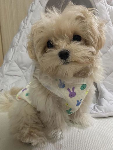 Fluffy small dog wearing a colorful bunny-patterned outfit.
