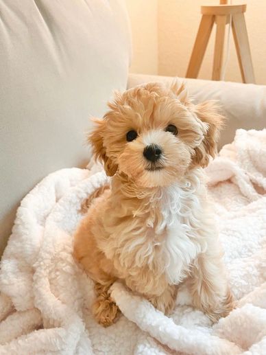 Fluffy small dog sitting on a cozy white blanket.