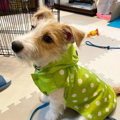Small dog wearing a green polka-dot raincoat indoors.