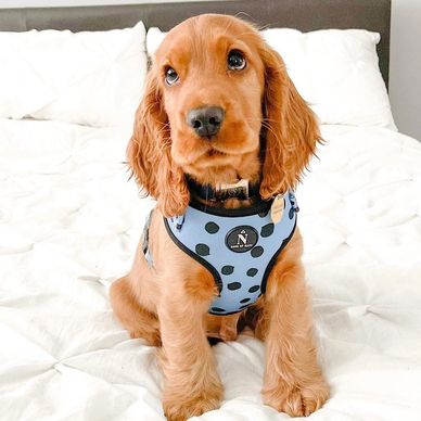 Adorable brown puppy wearing a blue polka dot harness sitting on a white bed.
